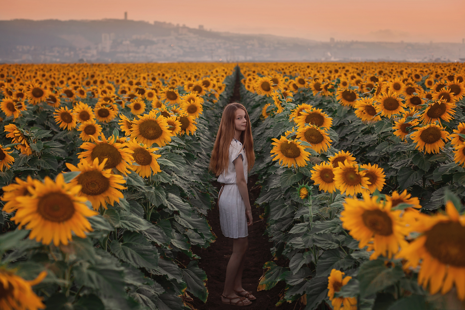 фотосессии в подсолнухах, Хайфа